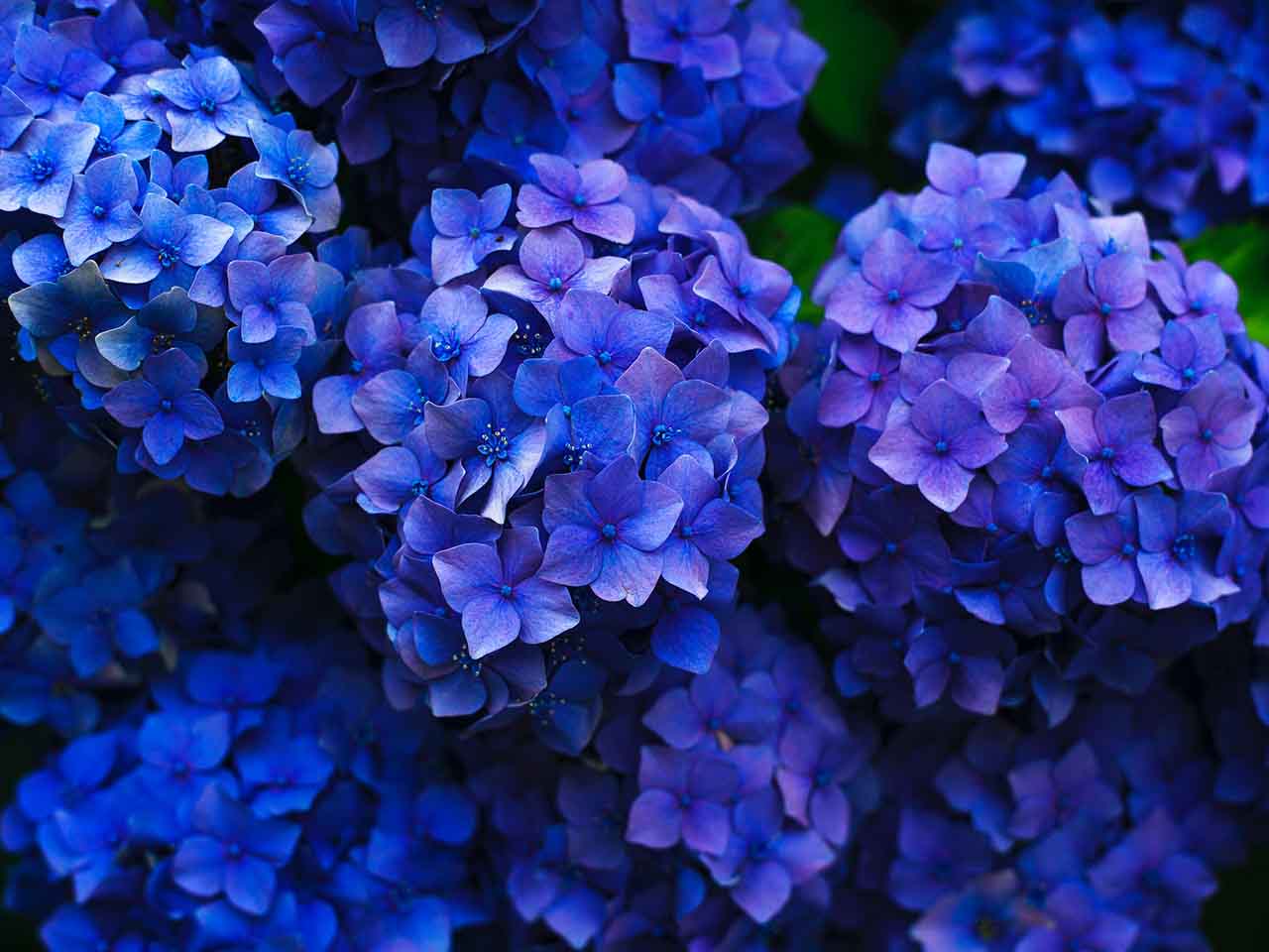 transporte aereo maritimo flores plantas